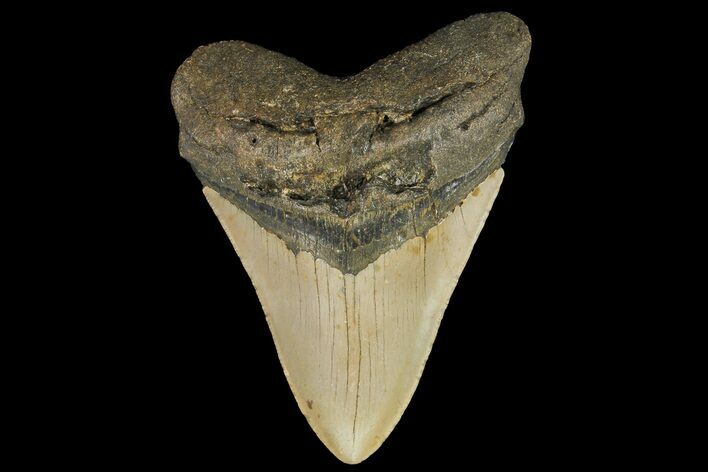 Fossil Megalodon Tooth - North Carolina #109802